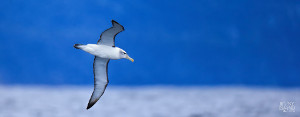 Great close-up shot of an albatross in flight